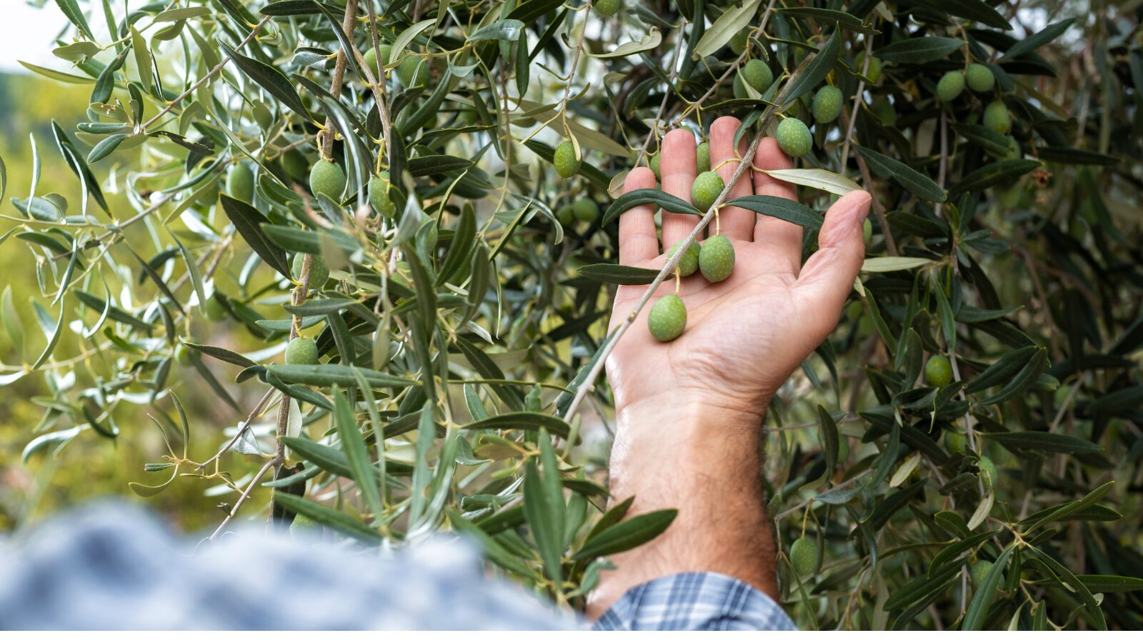 HELIOS Greek Extra Virgin Olive Oil Collection