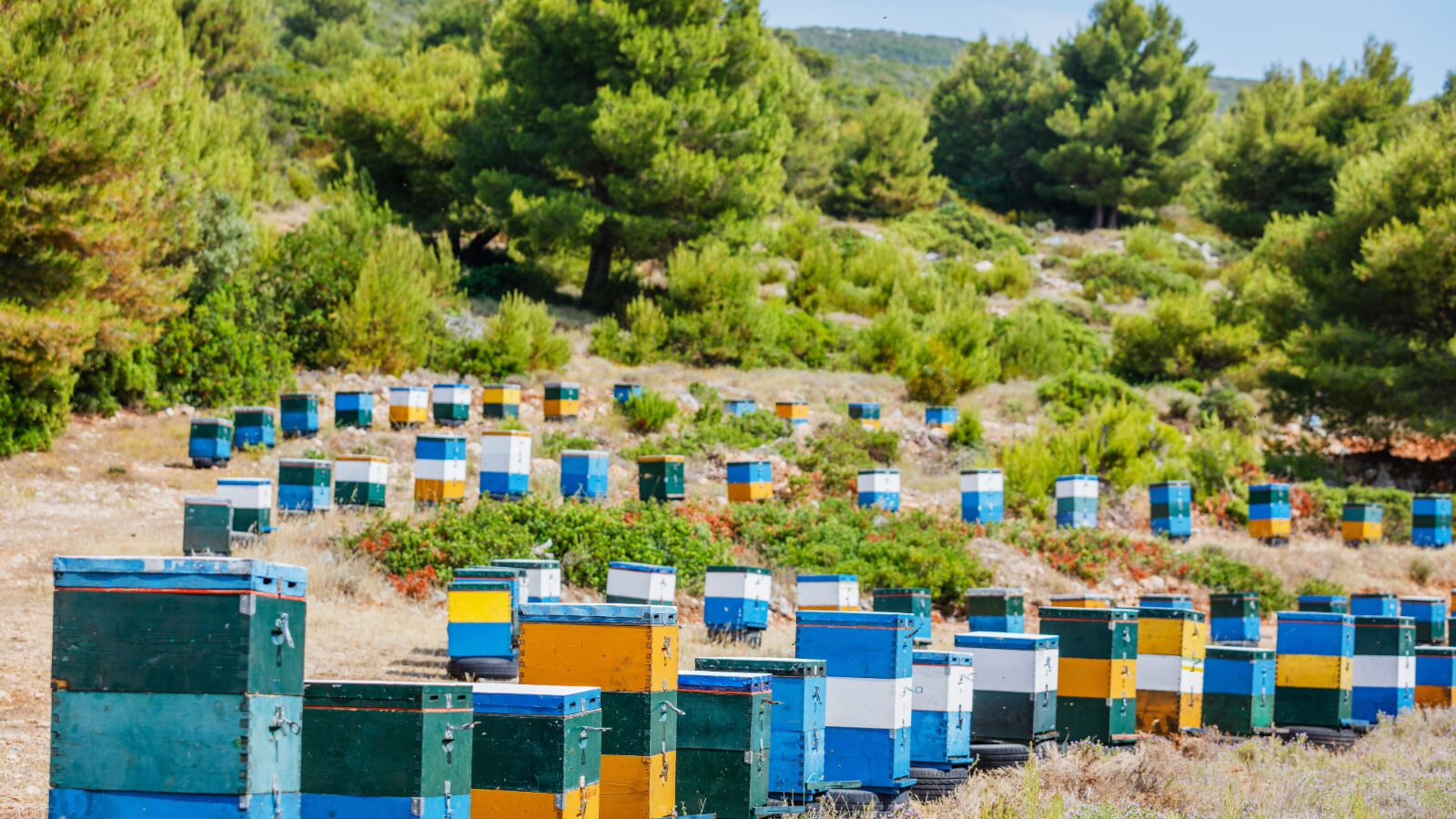 Greek Honey Collection – Fir, Oak Tree and Thyme Honey