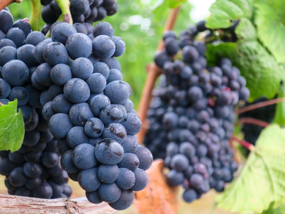Red wines