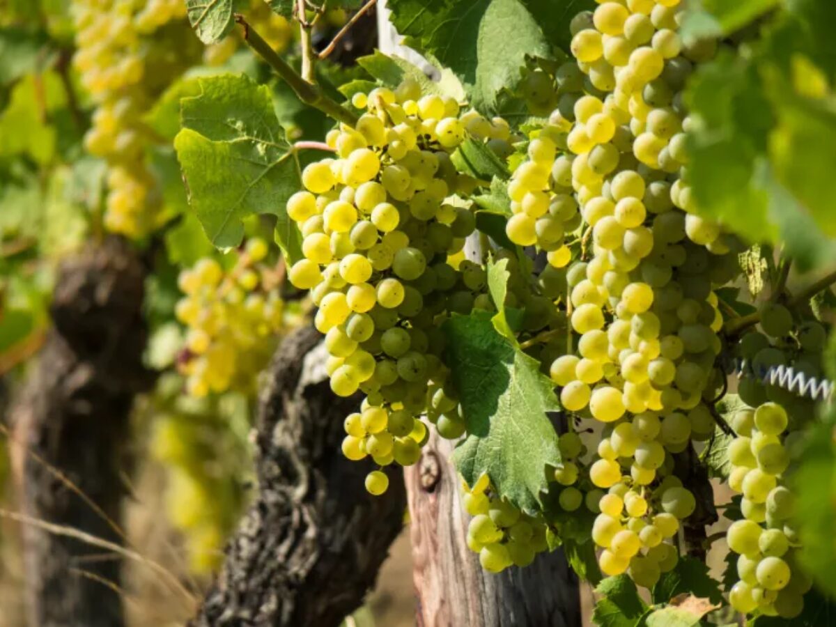 White wines